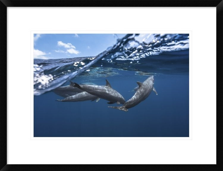 "Dolphins" Framed Digital Print by Barathieu Gabriel, 26"x20"