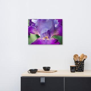 Glowing Iris Floral Nature Photography Canvas Wall Art Print, 18" X 24"