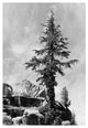 "Tree and unnamed peak, Kings River Canyon, 1936" Paper Art, 17"x24"