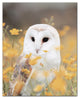 Barn Owl in Yellow Floral Field 16x20 Canvas Wall Art