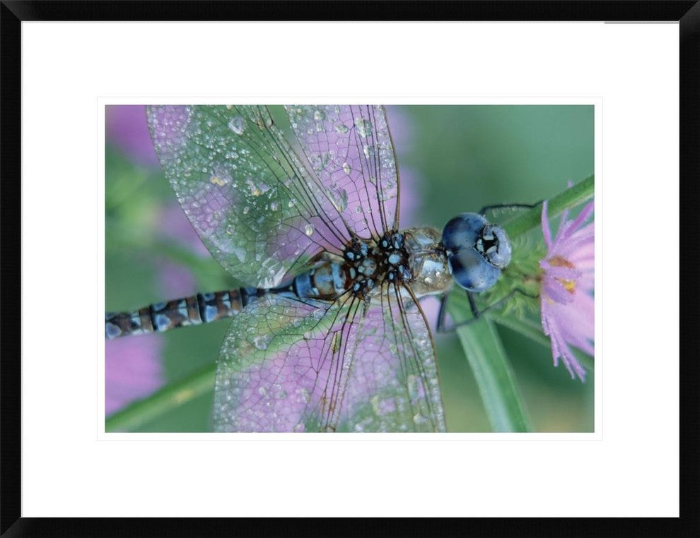 Southern Hawker Dragonfly Close-Up, On Stem, New Mexico, 24"x18"