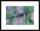 Southern Hawker Dragonfly Close-Up, On Stem, New Mexico, 24"x18"