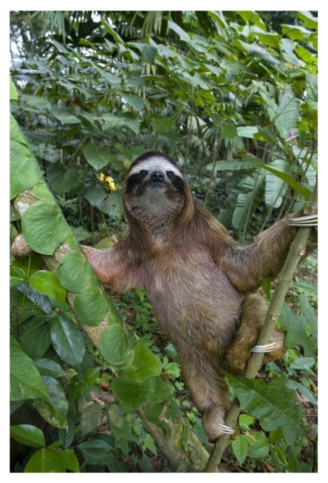"Brown-throated 3-toed Sloth male, Aviarios Sloth Sanctuary" Paper Art, 18"x26"