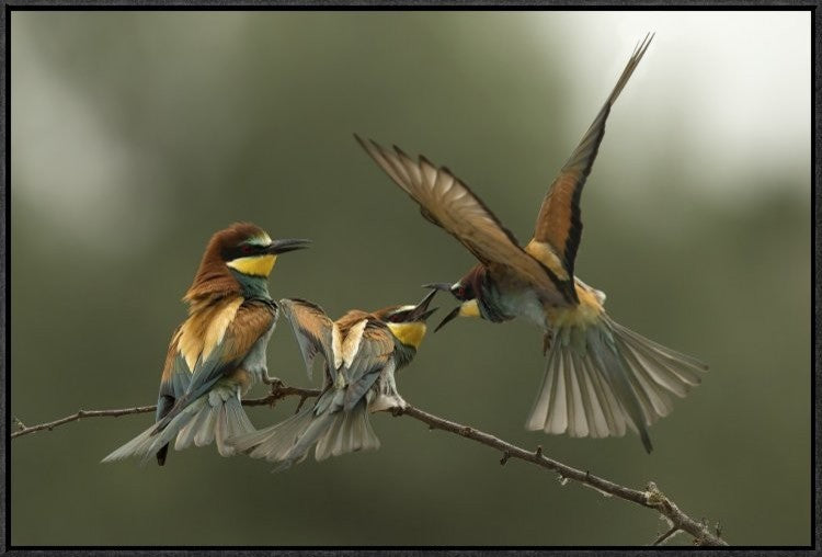 "The Fight For The Female" Framed Canvas Giclee by Alberto Carati, 31x21"