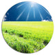 Sunny Field With Green Grassland, Landscape Round Wall Art, 11"