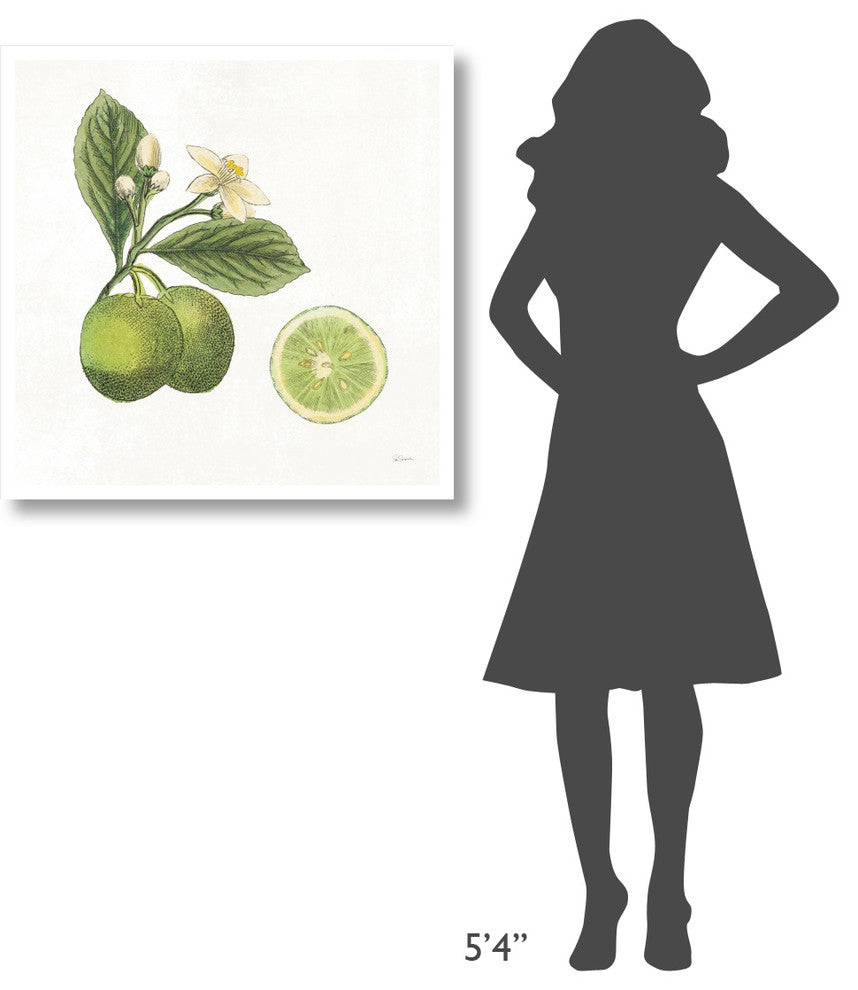 "Classic Citrus III" Digital Paper Print by Sue Schlabach, 32"x32"