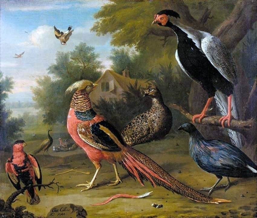 Charles Collins Exotic Pheasants and Other Birds Gallery Wrapped Canvas Print