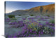 "Sand Verbena And Sunflowers Anza-Borrego Desert State Park, California" Artwork