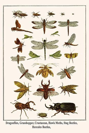 Dragonflies, Grasshopper, Crustacean, Hawk Moths, Stag Beetles, Hercules Beetles