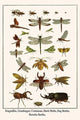 Dragonflies, Grasshopper, Crustacean, Hawk Moths, Stag Beetles, Hercules Beetles