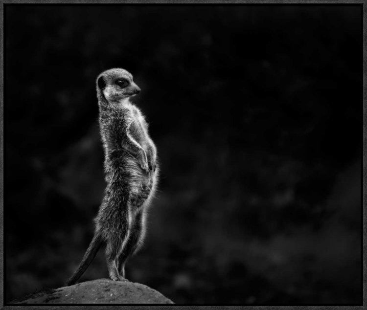 "The Meerkat" Framed Canvas Giclee by Greetje Van Son, 23x19"