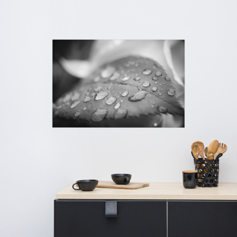 Dew on Leaf of Rose Plant Black & White Botanical Unframed Wall Art Print, 24" X 36"