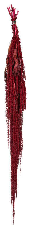 Vickerman 30" Merlot Amaranthus Bundle, Preserved