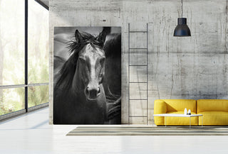"Black Stallion III" Fine Art Giant Canvas Print, 48"x72"