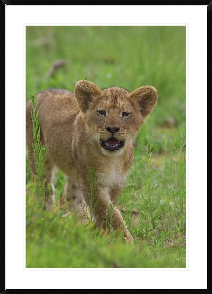 African Lion Cub Calling, Threatened, Native To Africa, 30"x42"