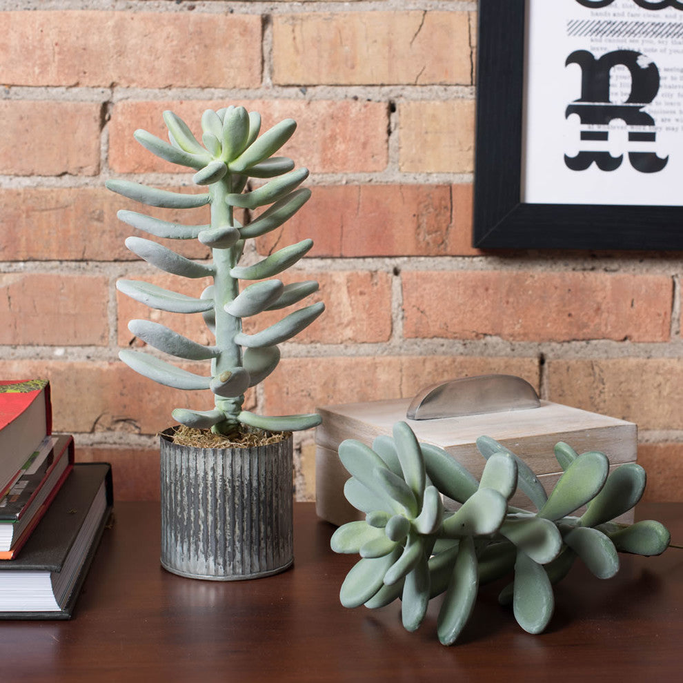 Real-life lifestyle shot showing Pachyphytum Oviferum plants in a home setting; entire plant visible