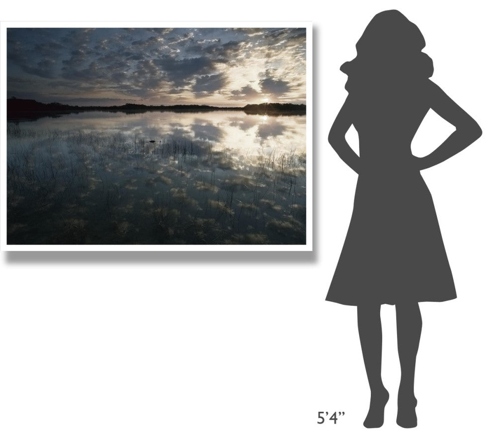 "American Alligator in 9-mile Pond, Everglades National Park" Paper Art, 50"x38"