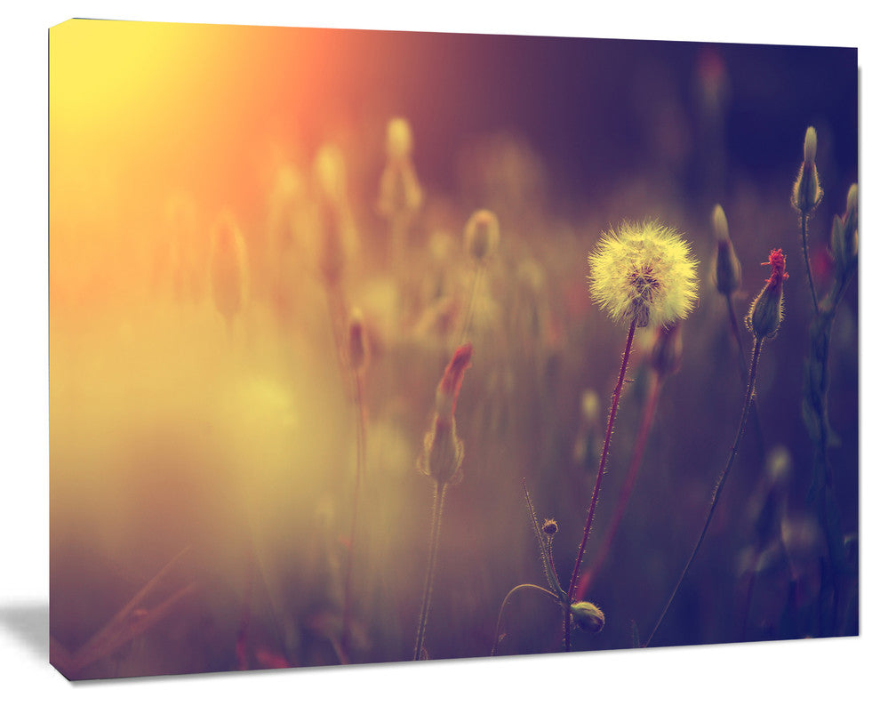 Vintage Photo Of Dandelion Field, Large Floral Canvas Art Print, 60"x28"