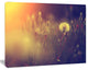 Vintage Photo Of Dandelion Field, Large Floral Canvas Art Print, 60"x28"