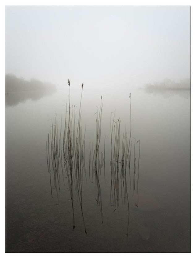 Reeds in the Mist'' Canvas Wall Decor