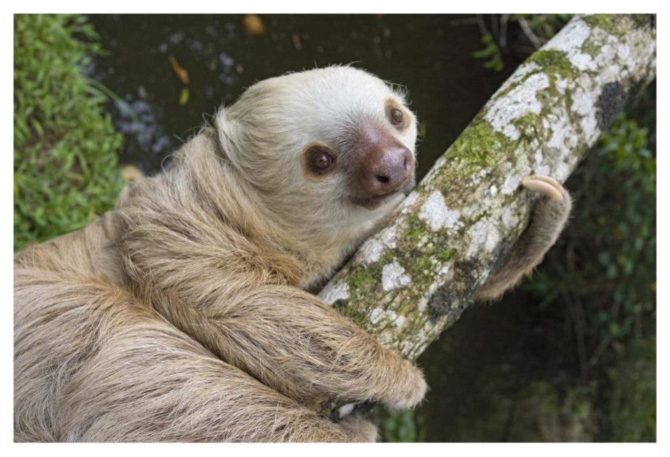 "Hoffmann's Two-toed Sloth, Aviarios Sloth Sanctuary" Paper Art, 26"x18"