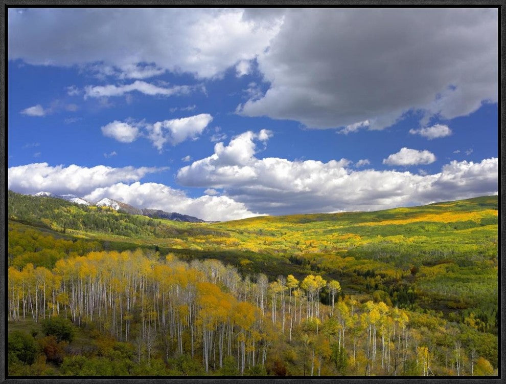 "Gunnison National Forest in fall, Colorado"  by Tim Fitzharris, 25x19"