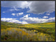 "Gunnison National Forest in fall, Colorado"  by Tim Fitzharris, 25x19"