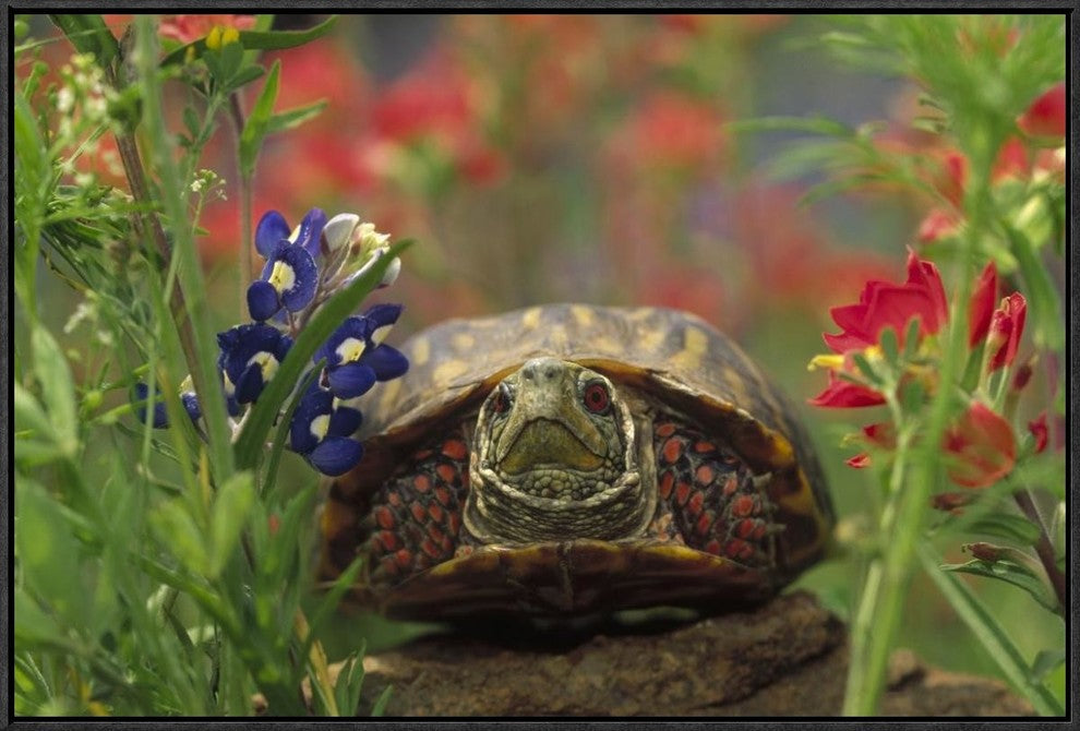 Western Box Turtle Among Lupine and Indian Paintbrush, North America, 30"x20"
