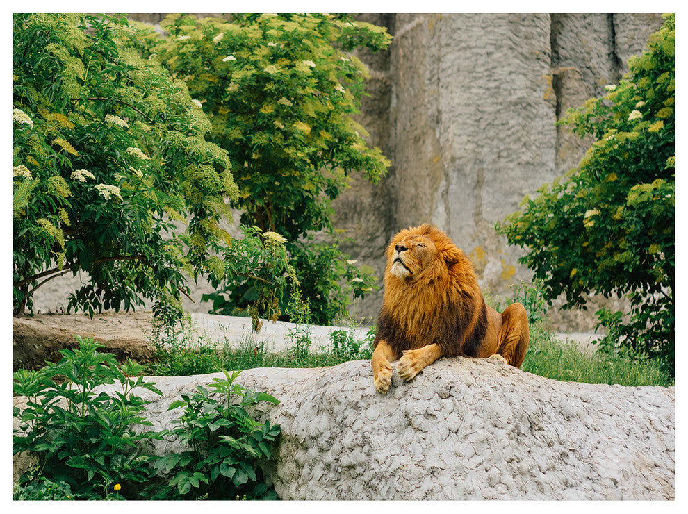 Big Lion Lying On Stones in Zoo, Landscape Canvas Art Print, 40"x30"