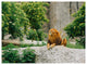 Big Lion Lying On Stones in Zoo, Landscape Canvas Art Print, 40"x30"