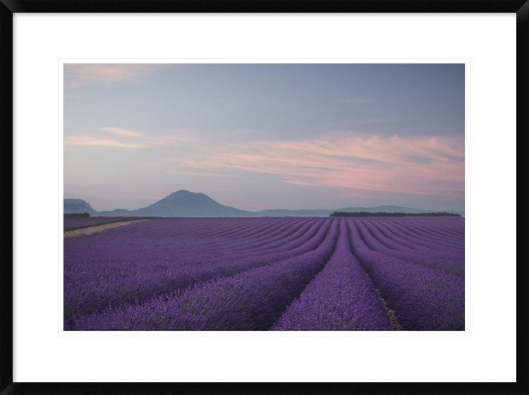 "Lavender Field" Framed Digital Print by Rostovskiy Anton, 32x24"