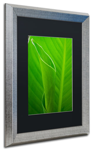 PIPA Fine Art 'Leaves Canna Lily' Matted Framed Art, 20x16