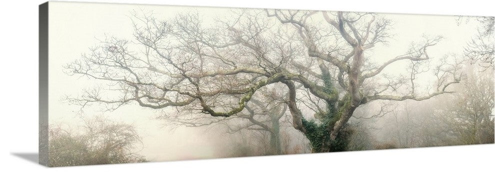 "panoramic octopus ghost oak" Wrapped Canvas Art Print, 30"x10"x1.5"