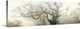 "panoramic octopus ghost oak" Wrapped Canvas Art Print, 30"x10"x1.5"
