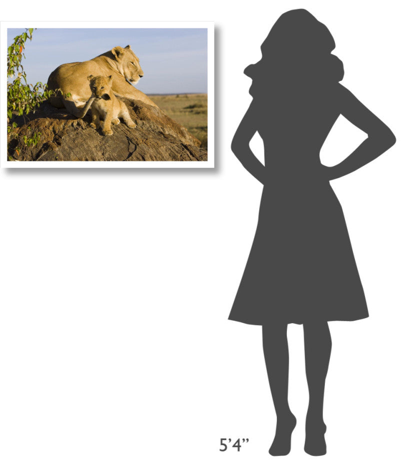 "Lion cub playing with tail, vulnerable, Masai Mara Reserve" Paper Art, 32"x22"