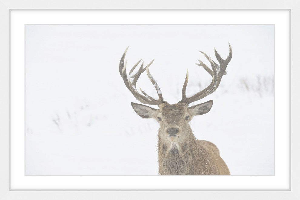 Marmont Hill, "Buck Stare" Framed Painting Print, 24x16