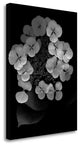 "Floral B - W - 25" By Alan Blaustein, Giclee Print on Gallery Wrap Canvas