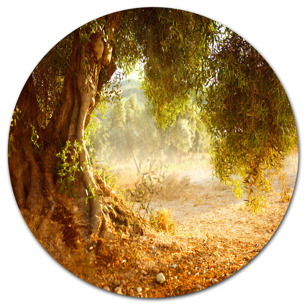 Beautiful Old Olive Tree, Landscape Art Large Disc Metal Wall Art, 23"