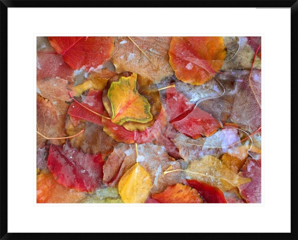 "Cottonwood frozen leaves, North America"  by Tim Fitzharris, 32x26"