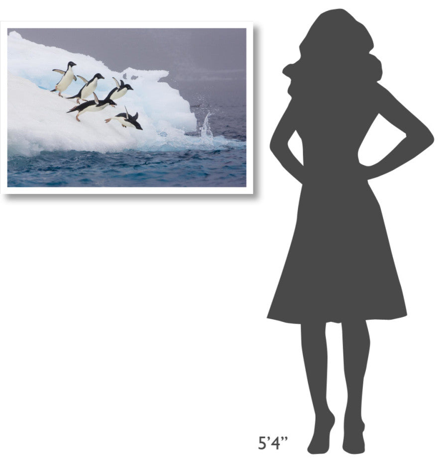 "Adelie Penguin diving off iceberg, Paulet Island" Paper Art, 38"x26"