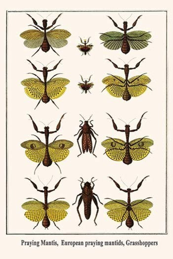 Praying Mantis, European Praying Mantids, Grasshoppers