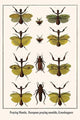 Praying Mantis, European Praying Mantids, Grasshoppers