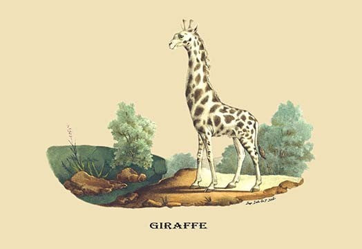 Giraffe- Fine Art Giclee Print 24" x 36"