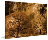 "Bathed in Morning Light" Painting Print on Canvas
