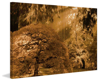 "Bathed in Morning Light" Painting Print on Canvas