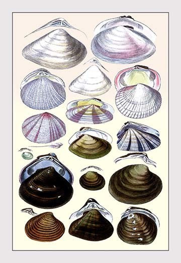 Shells: Dimyaria #3- Fine Art Giclee Print 24" x 36"