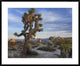 "Joshua Tree, Joshua Tree National Park, California"  by Tim Fitzharris, 40x32"