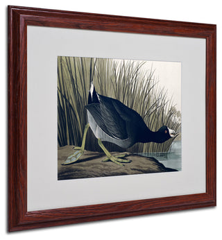 'American Coot' Matted Framed Canvas Art by John James Audubon