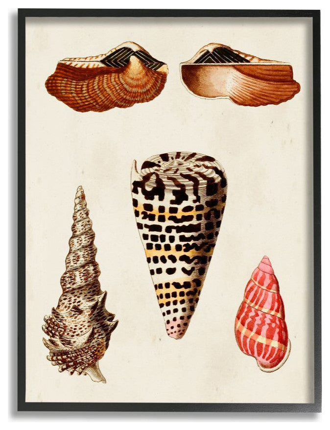 Antique Spiral Grooved Nautical Sea Shell Vintage,1pc, each 16 x 20