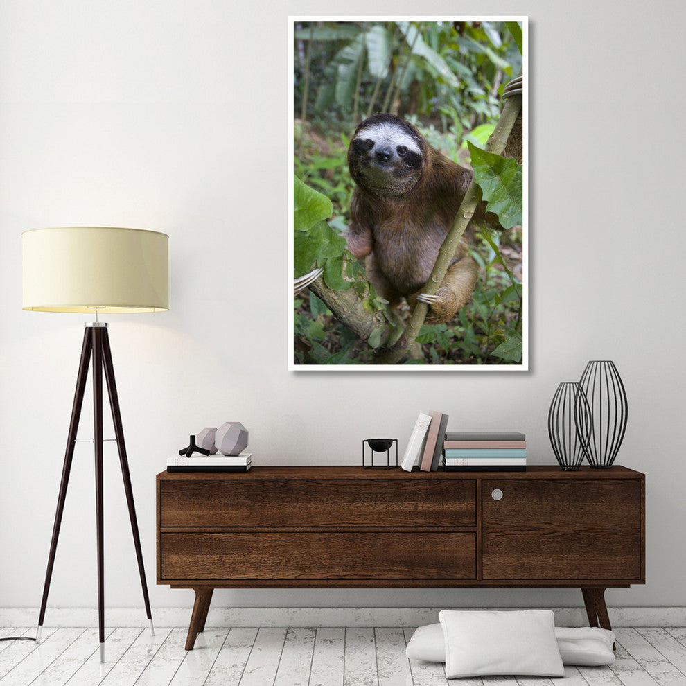 "Brown-throated 3-toed Sloth male, Aviarios Sloth Sanctuary" Paper Art, 42"x62"
